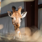 Say 'I Do' at Artemis Ranch: Crafting Unforgettable Weddings in the Heart of Texas