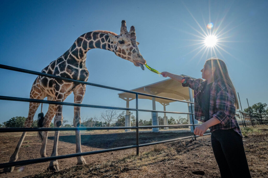 Private safari tour and giraffe encounters are included in all group bookings.
