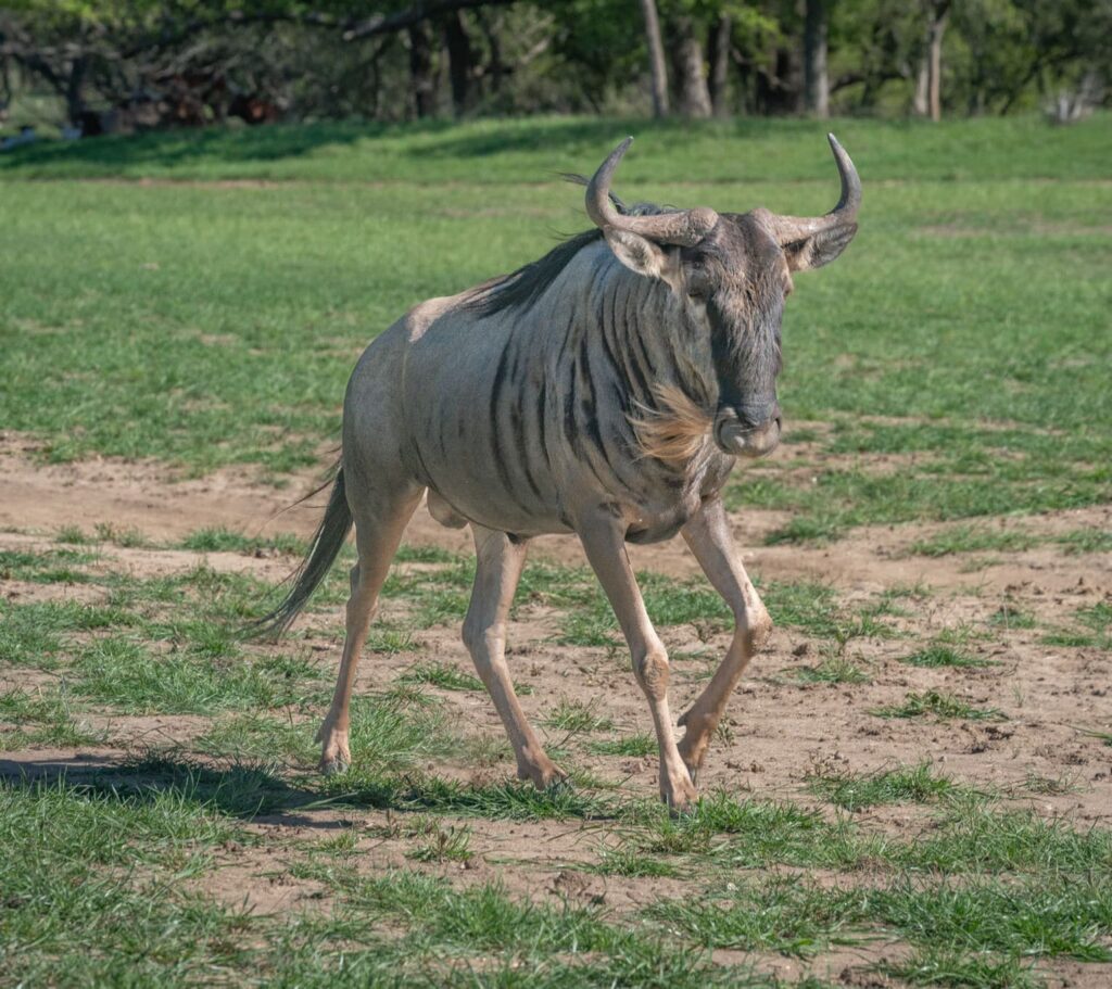 Wildebeest gallops through the field a wildlife safari tour