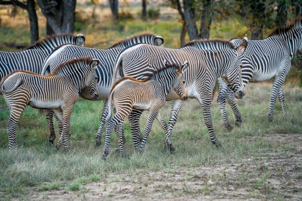 Baby imperial zebras and their herd on Artemis Safari adventure
