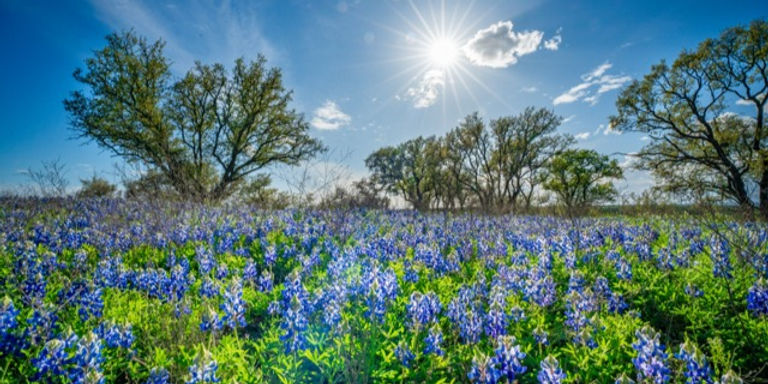 Wildflowers and blankets of bluebonnets cover the ranch in springtime