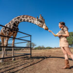 up close and personal with gentle giraffe feeding