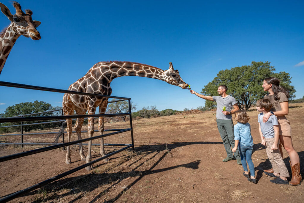 group hand-feeding gentle giraffes