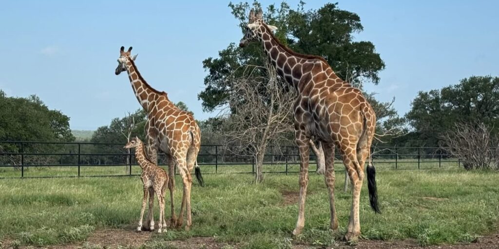 Our new baby girl giraffe with her protective parents.