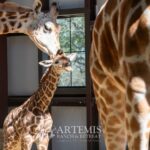 Our family of giraffes tending over the new baby in their warm, sunny giraffe barn.