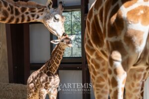 Our family of giraffes tending over the new baby in their warm, sunny giraffe barn.