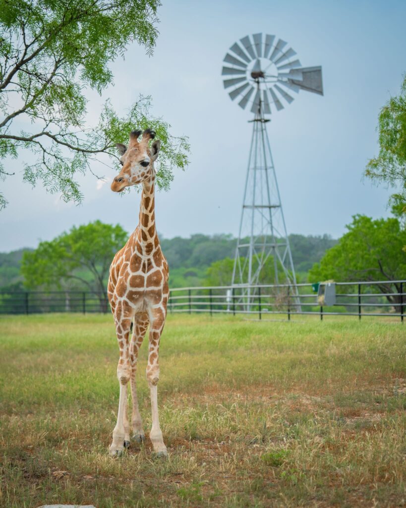 Young female giraffe on safari tour