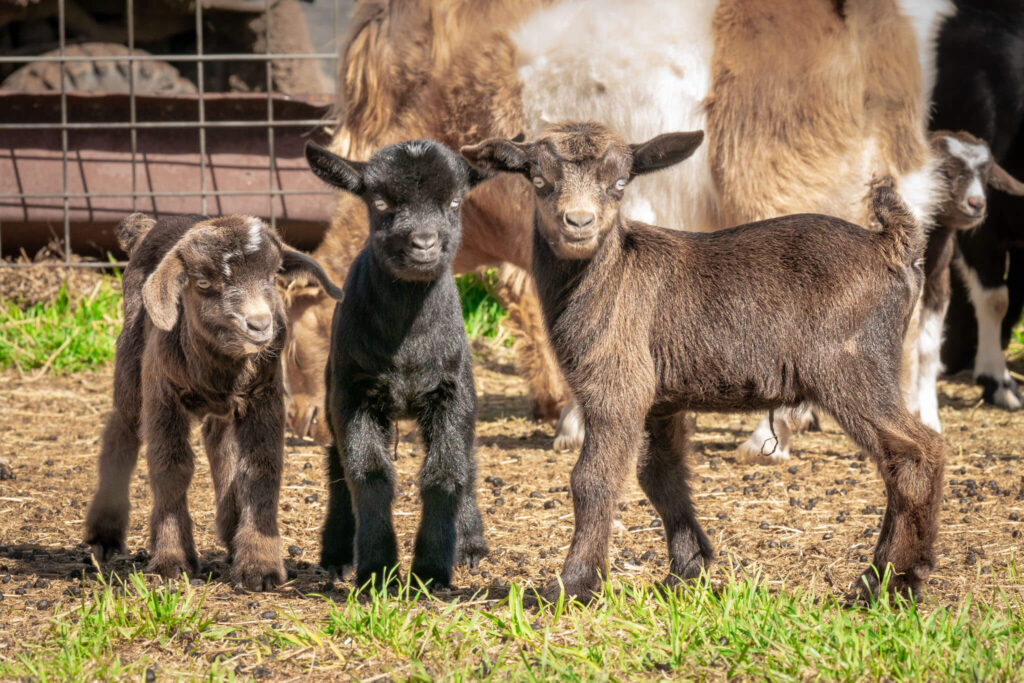 friendly fainting goats at Artemis Ranch