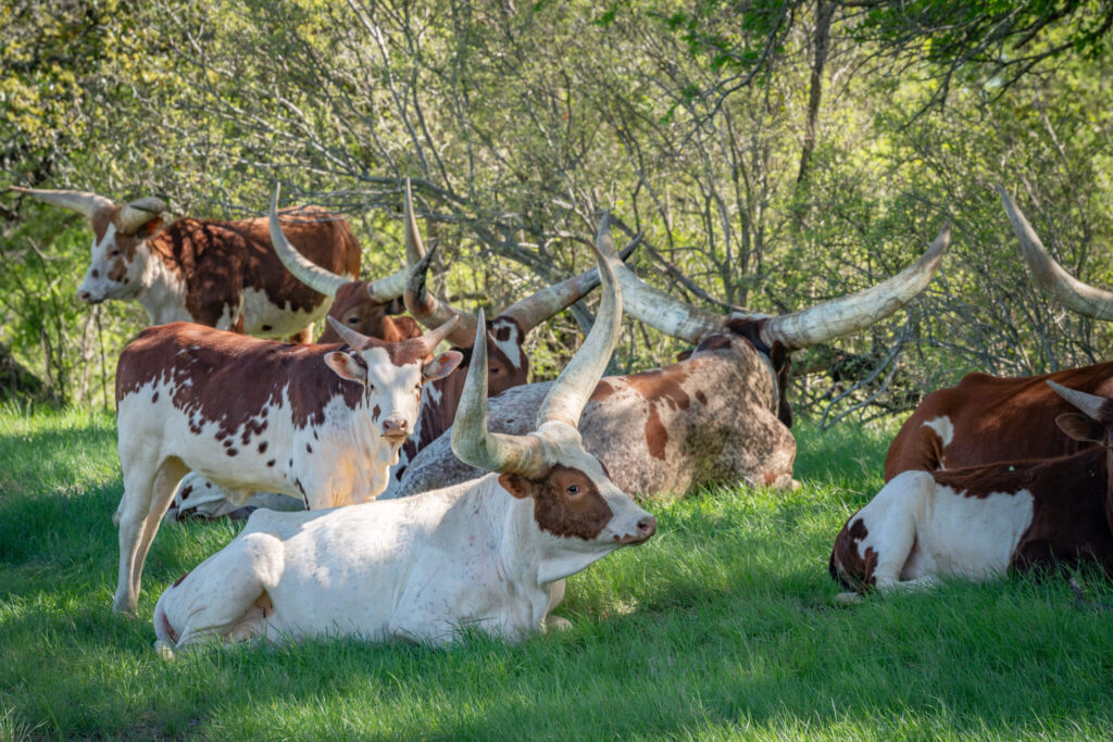 Watusi cow herd lounging in field