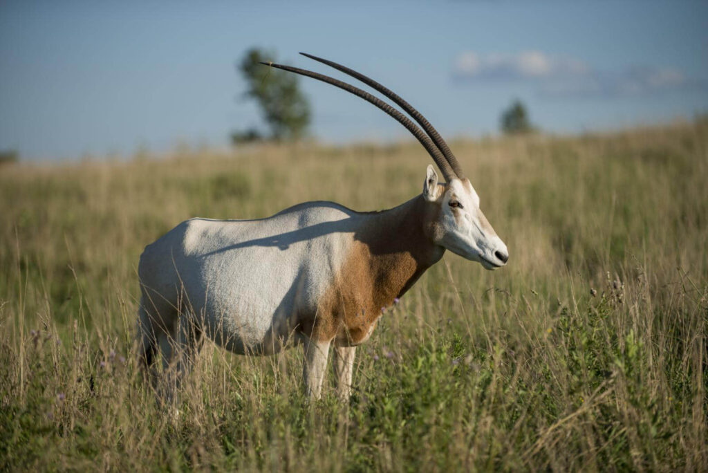 photographing a scimitar oryx on safari adventure
