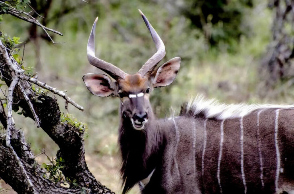 Striped nyala antelope stops to look at the camera
