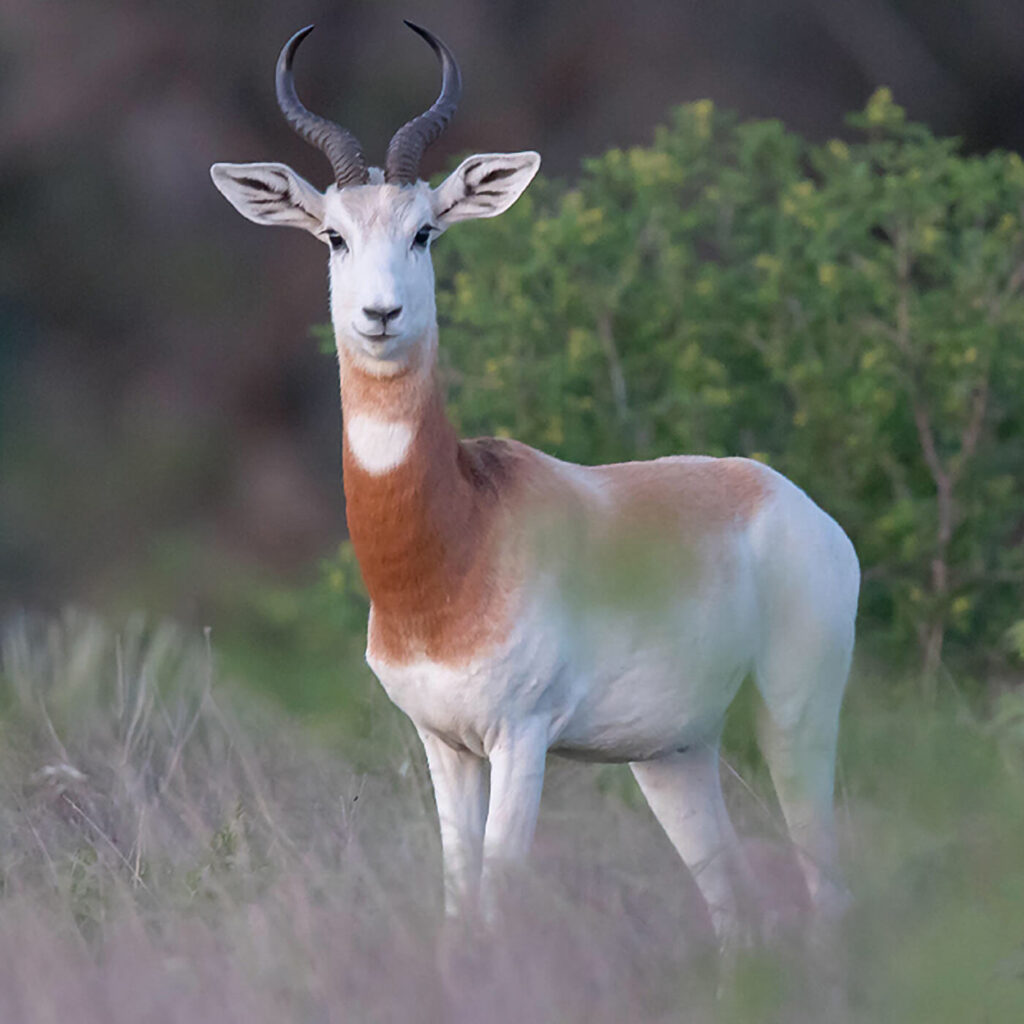 dama gazelle on exotic wildlife photography excursion