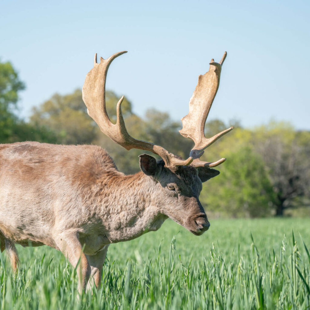 friendly fallow deer meets people at ranch adventure
