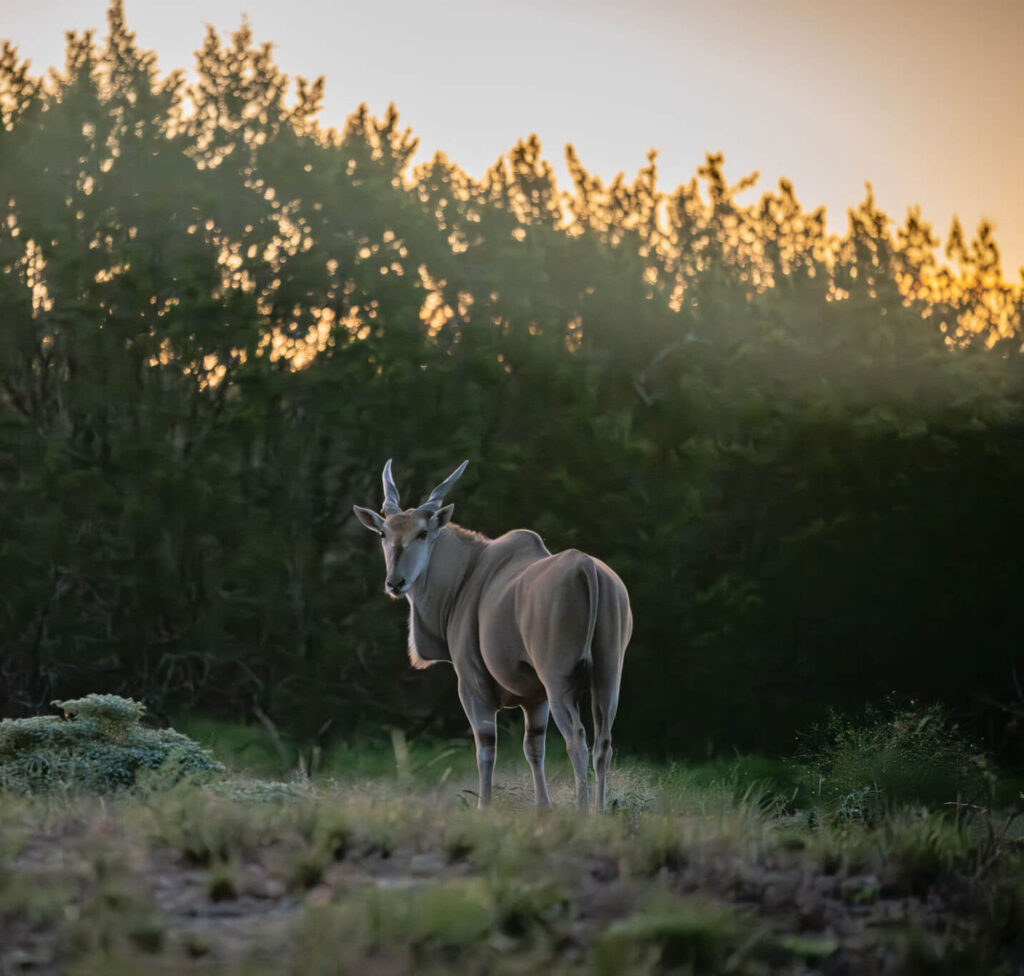eland antelope at sunrise captured by photographer