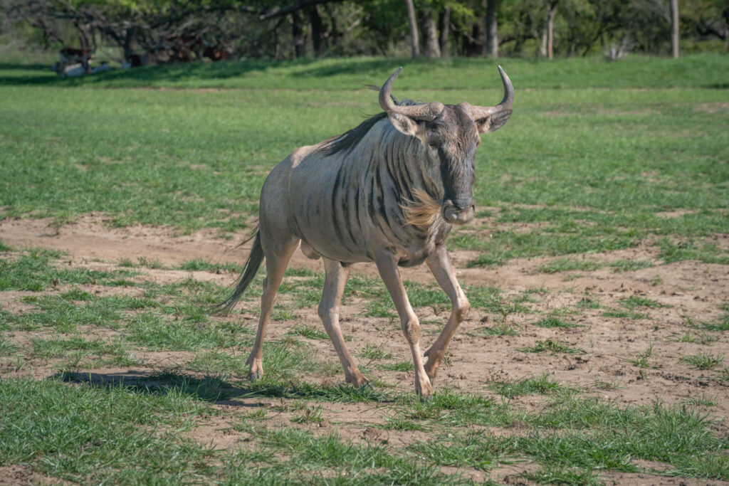 Incredible sighting of rare wildebeest in savannah