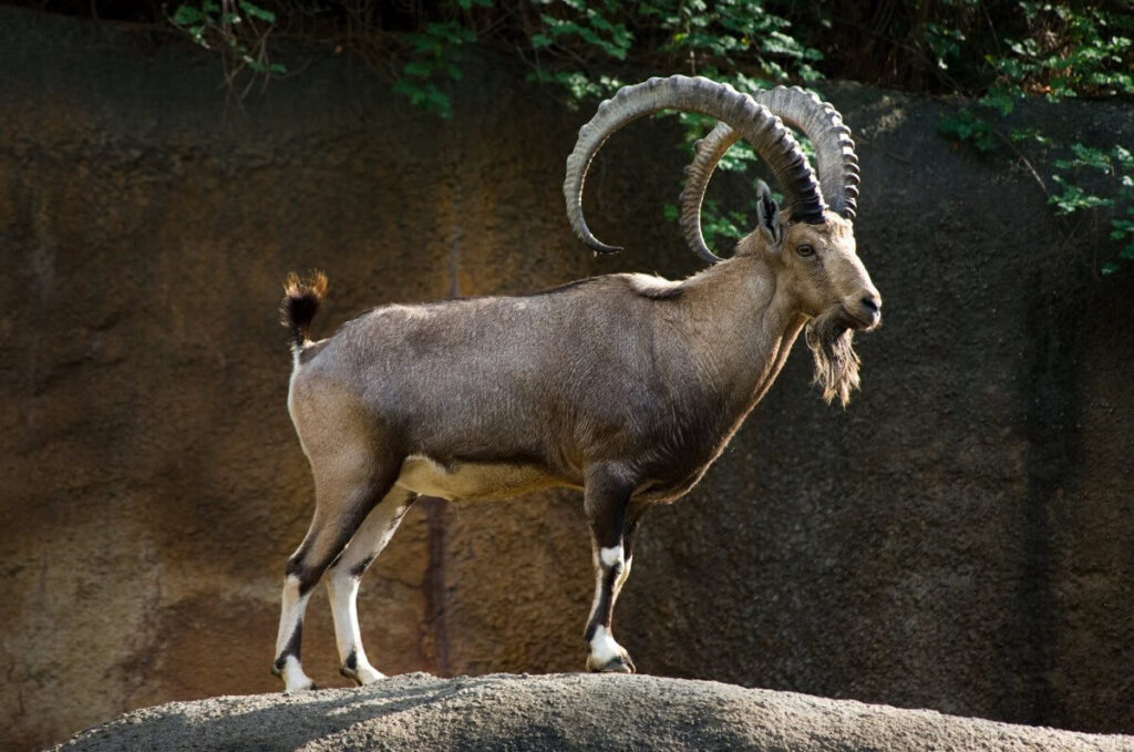 perfect photography capture of nubian ibex on animal adventure