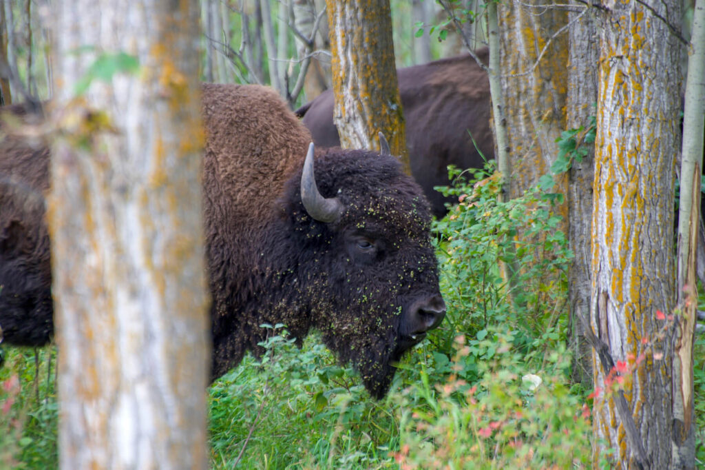 Bison up close on wilderness experience