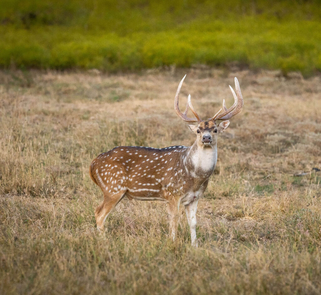 Axis deer buck in field
