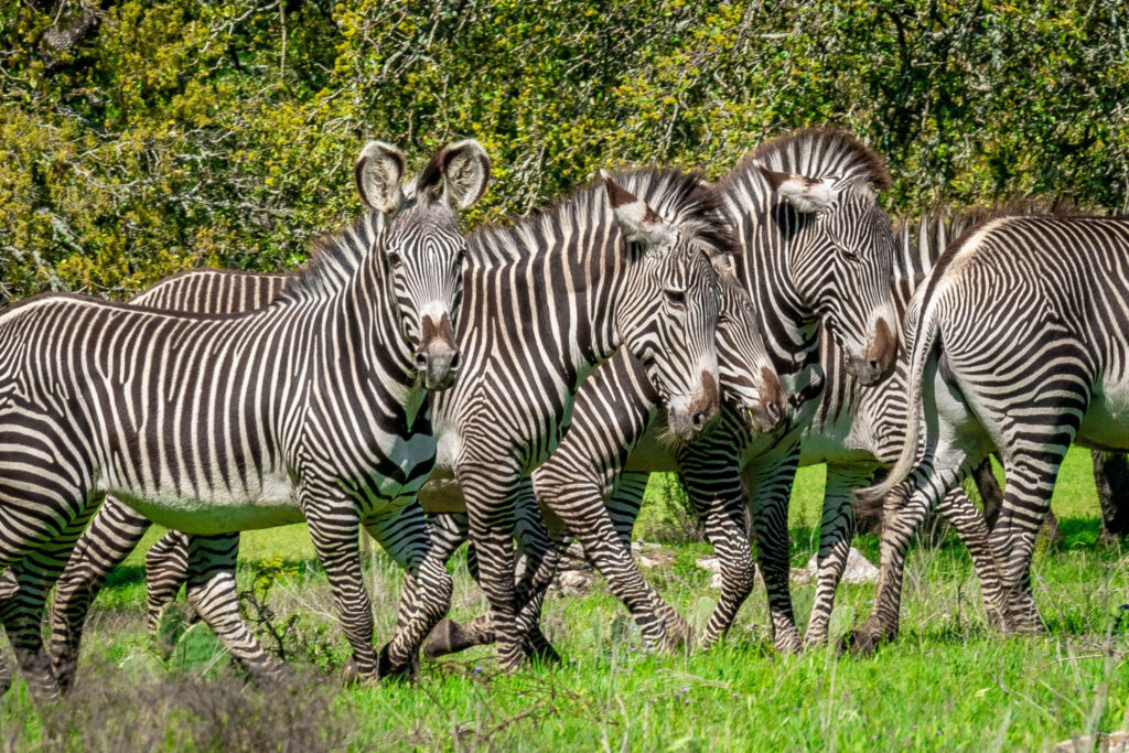 wildlife safari endangered grevys imperial zebra conservation program