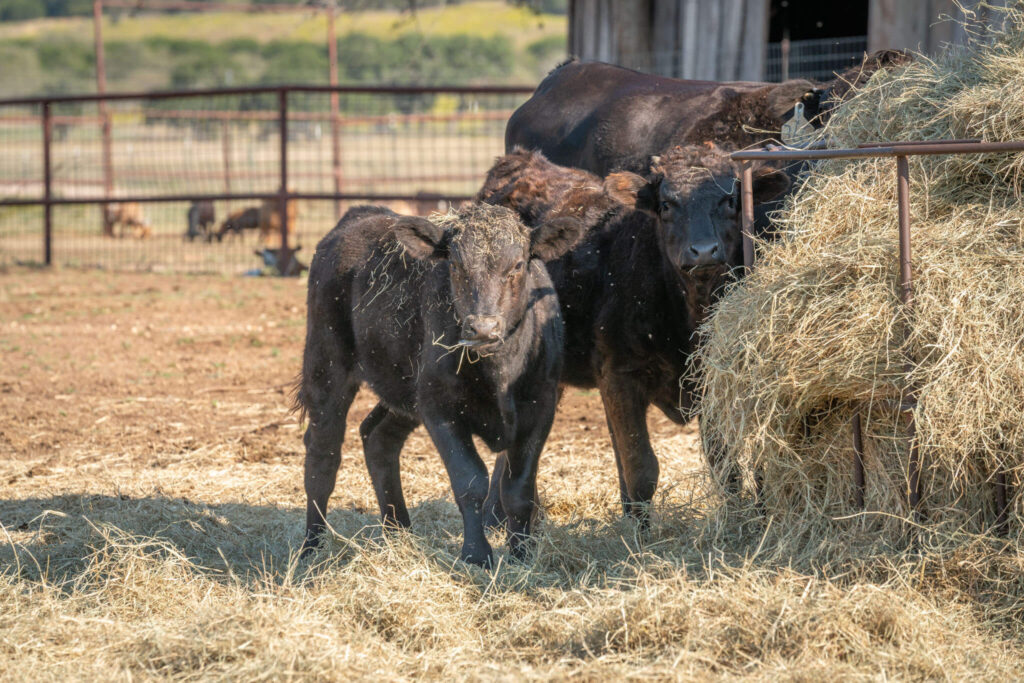 wagyu cattle in ranch corral eating hay