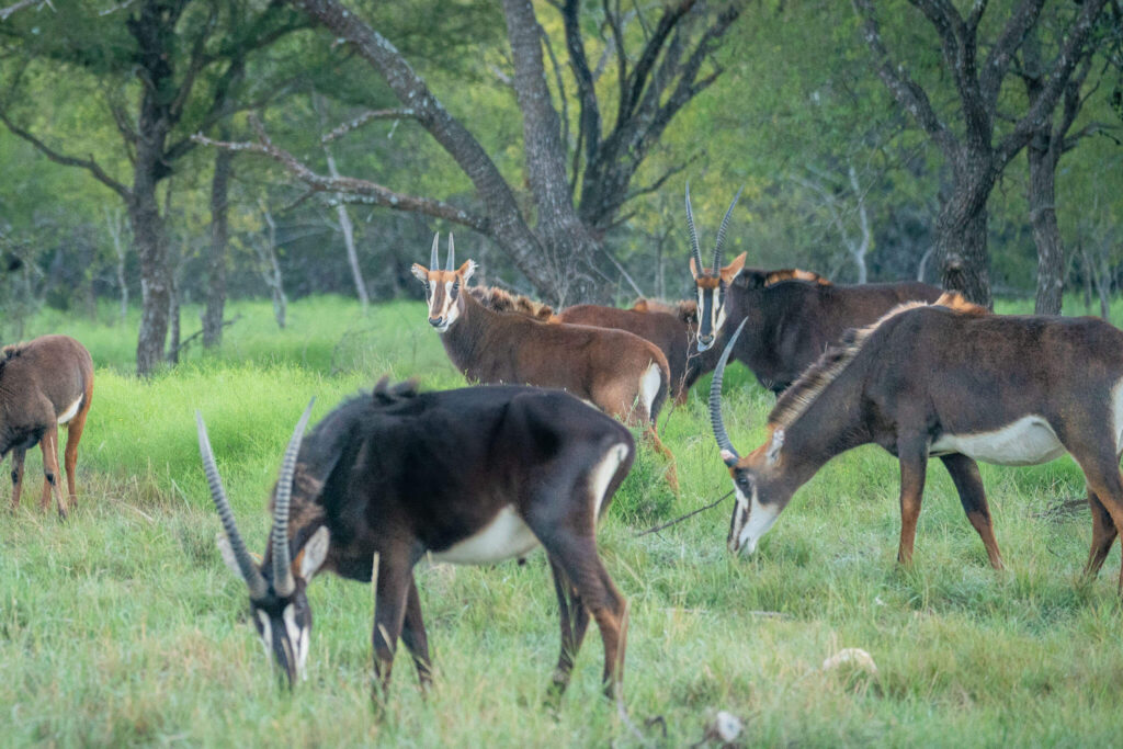 a herd of sable antelope grazing in savannah