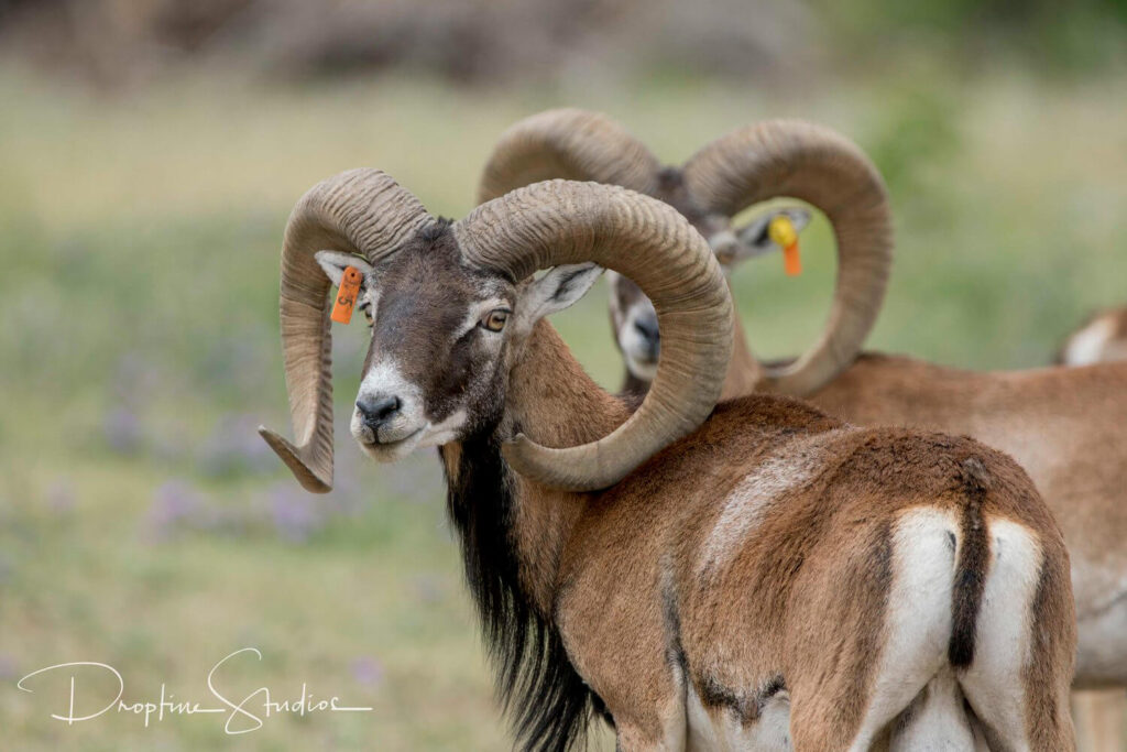 Two mouflon sheep stop to look at safari tour group