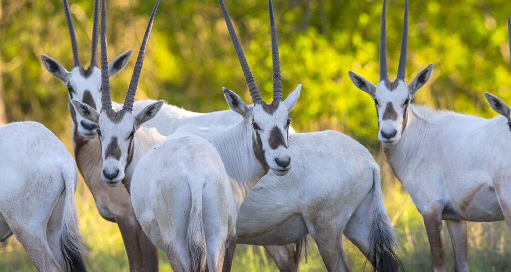 Herd of arabian oryx looking at photographer