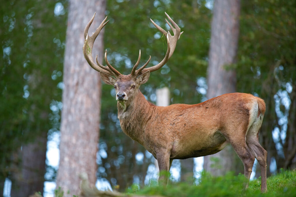 stunning red stag trophy deer