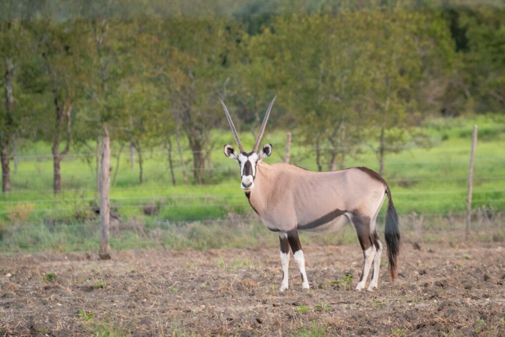 Rare Gemsboke antelope spotted on wildlife tour