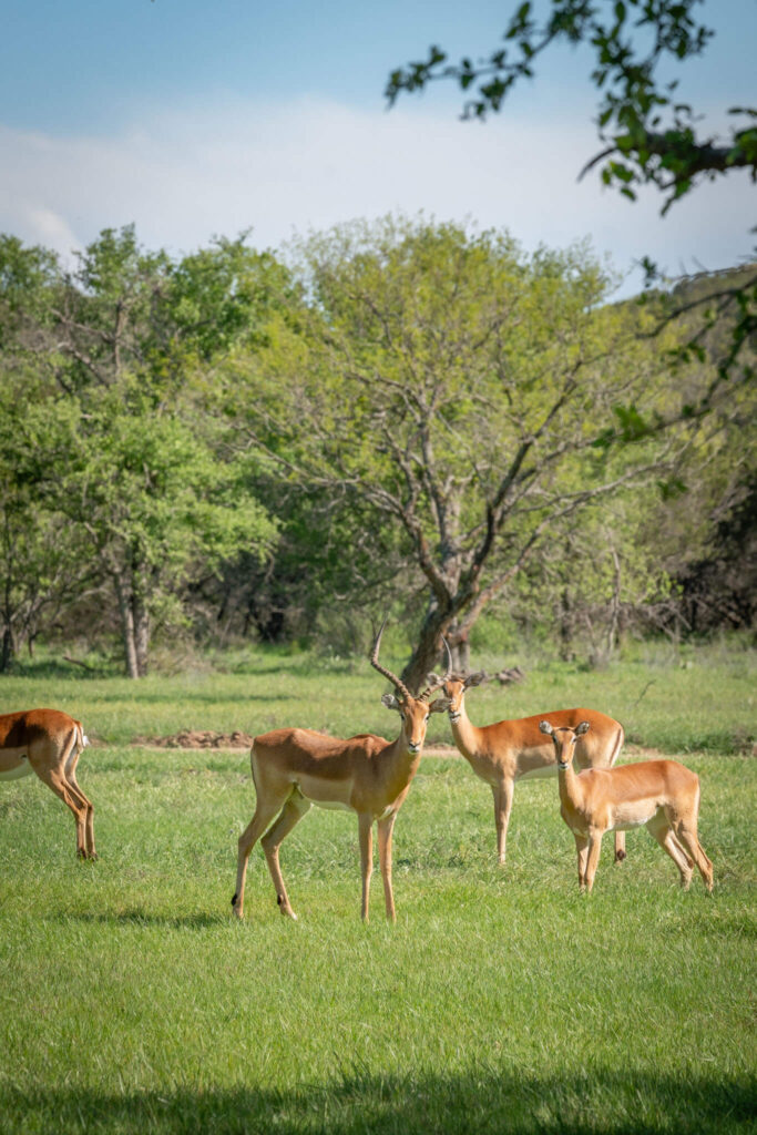 Nubian ibex herd spotted on wildlife tour