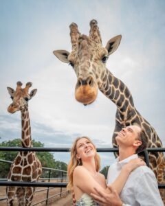 couples engagement shoot standing undeiraffes photobombing their romantic shot