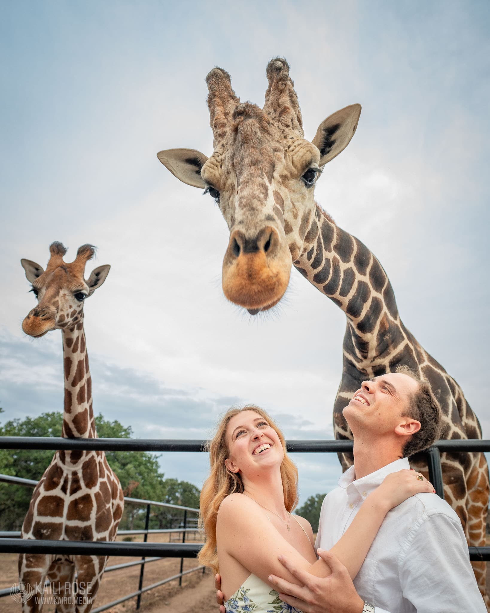 couples engagement shoot standing undeiraffes photobombing their romantic shot