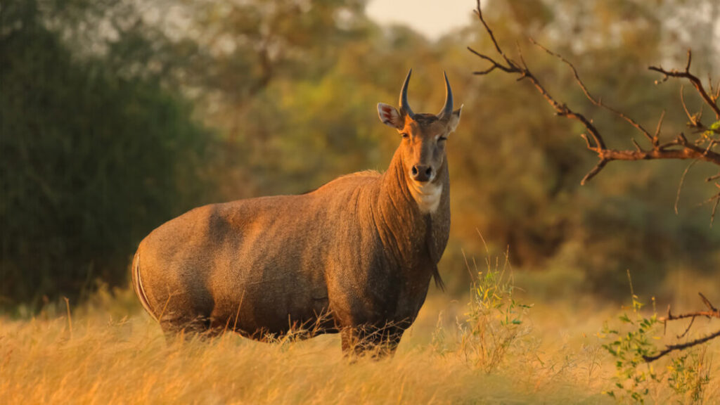 nilgai antelope at golden hour perfect safari photography