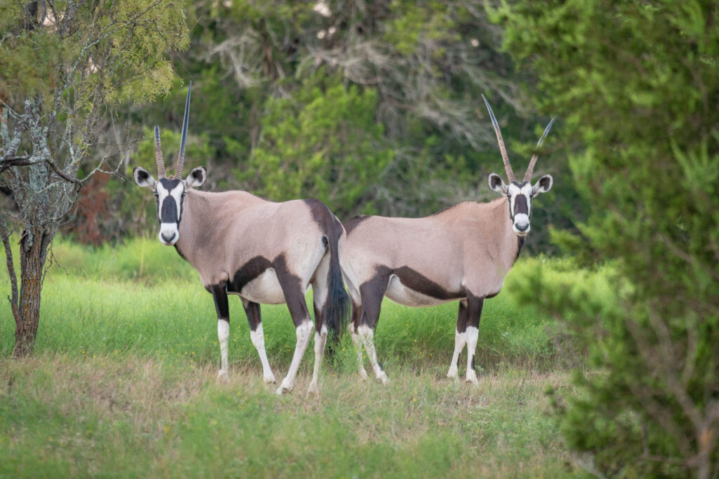 Two gemsbok stop to watch hikers