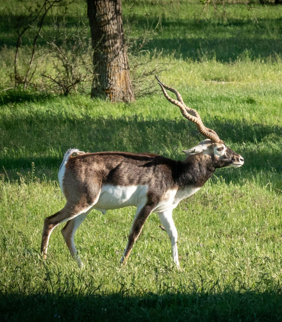 Black buck male antelope spotted on safari tour