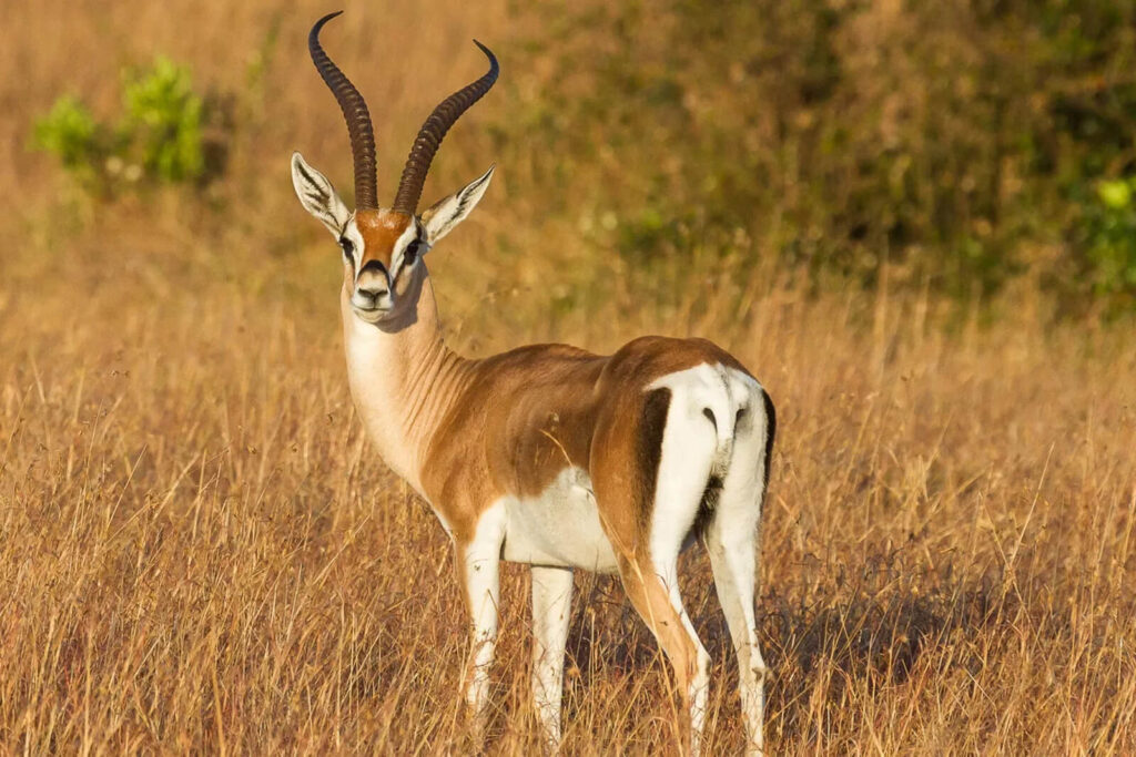 grants gazelle in golden grass ranch exotic tour