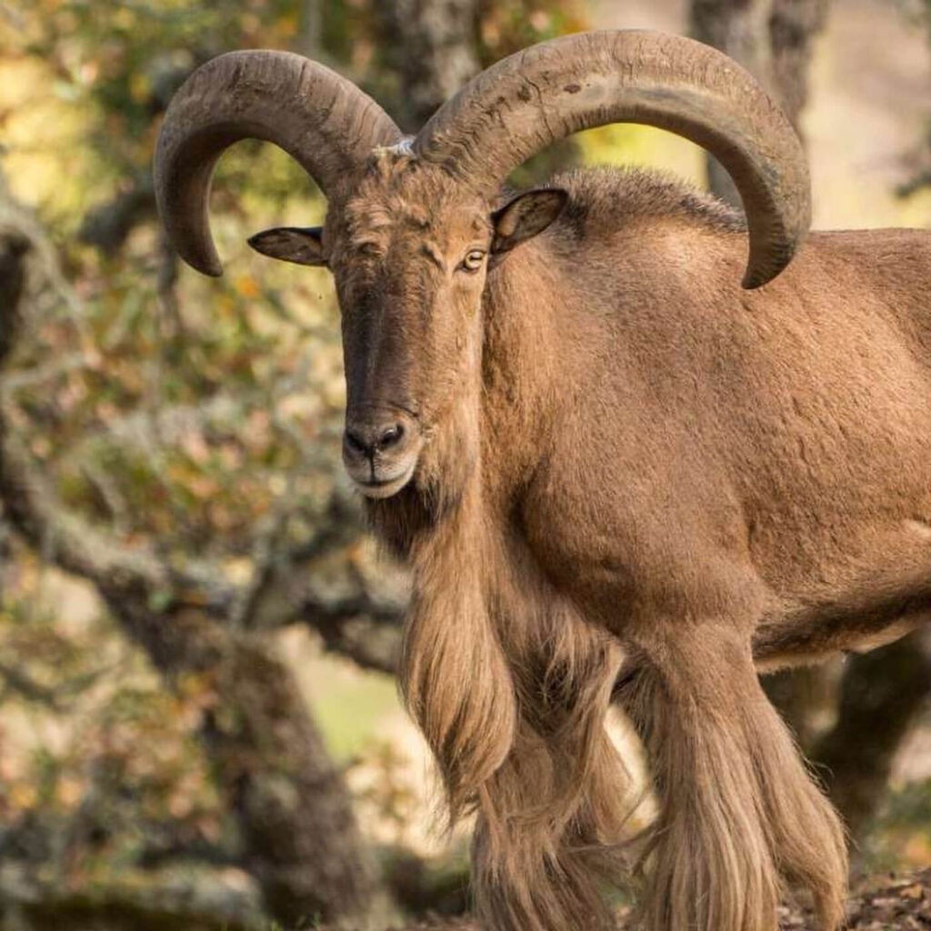 Aoudad barbary sheep closeup spotted on photographers trip