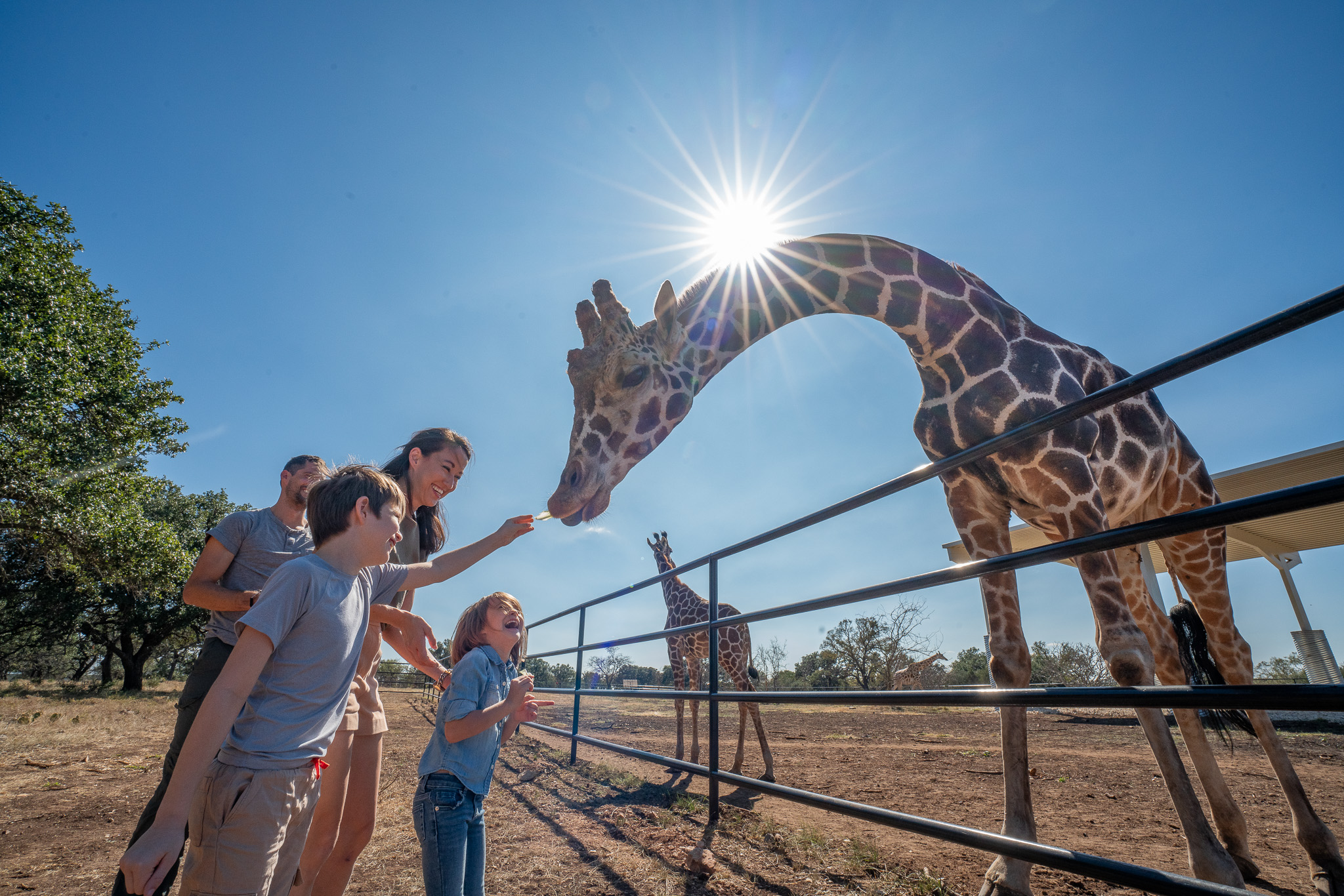 Giraffe Feeding