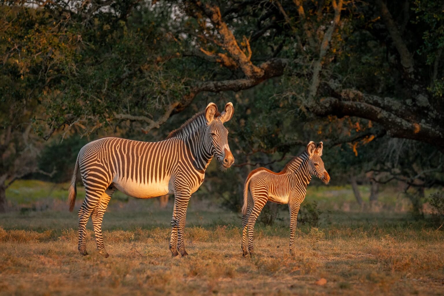 mother and baby endangered grevys zebras at sunset