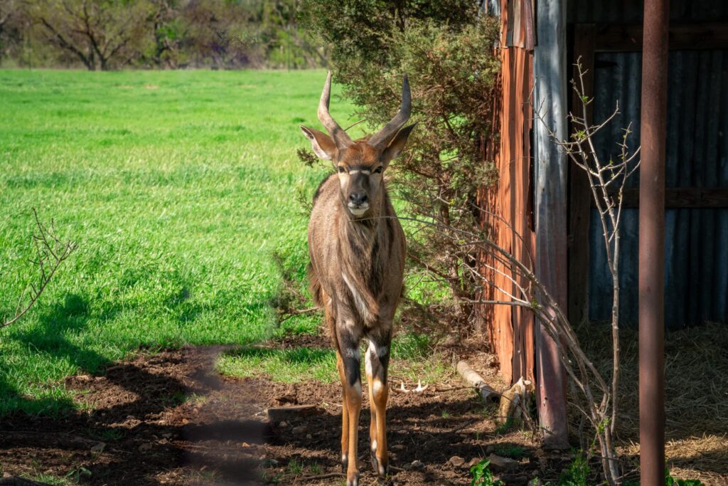 stately handsome nilgai male antelope in safari photo tour