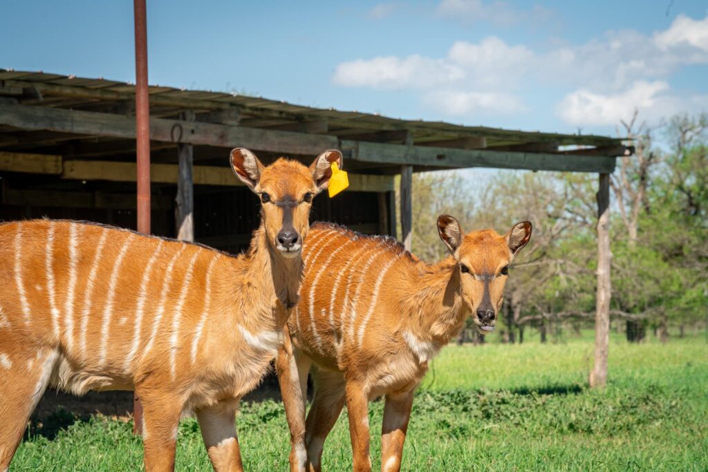 exotic antelope on safari tour