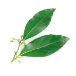 Hill country plant icon