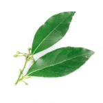 Hill country plant icon