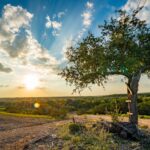 Digital Detox: Embracing Mindfulness and Reconnection at Artemis Ranch