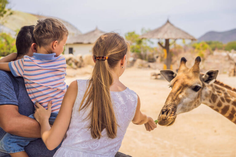 Why Families Love Giraffe Safari Experiences In Texas