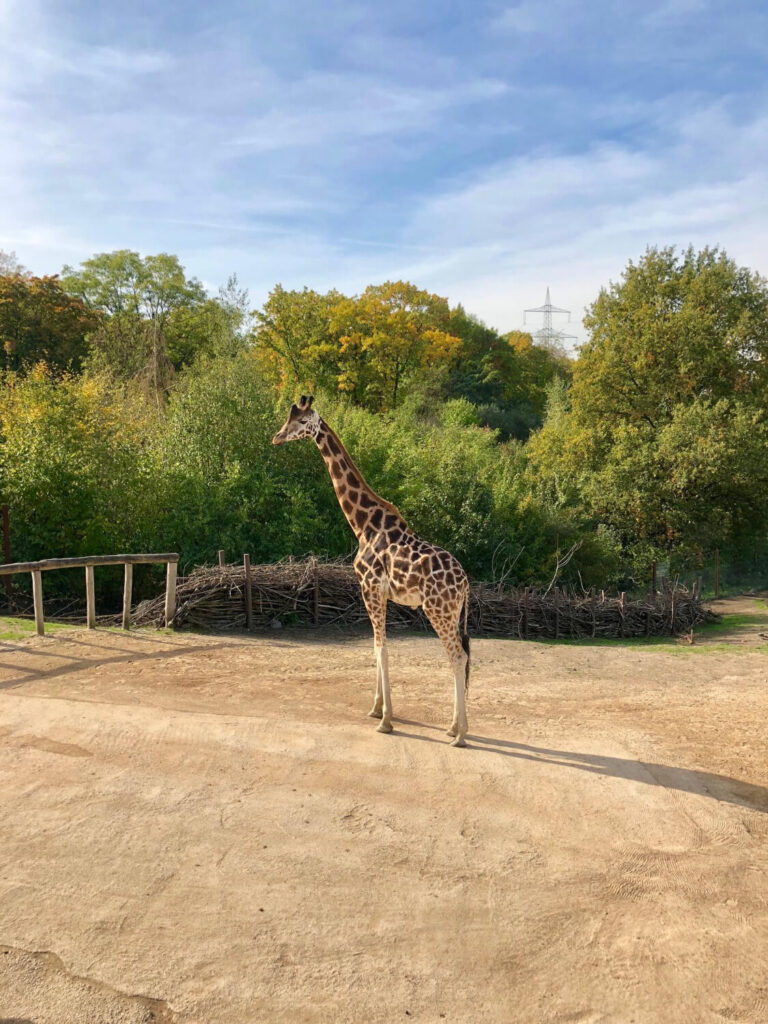 X Best Times Of Year To Visit A Texas Giraffe Ranch