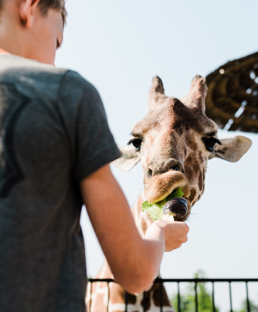 What Makes Giraffe Feeding at Artemis Ranch Special