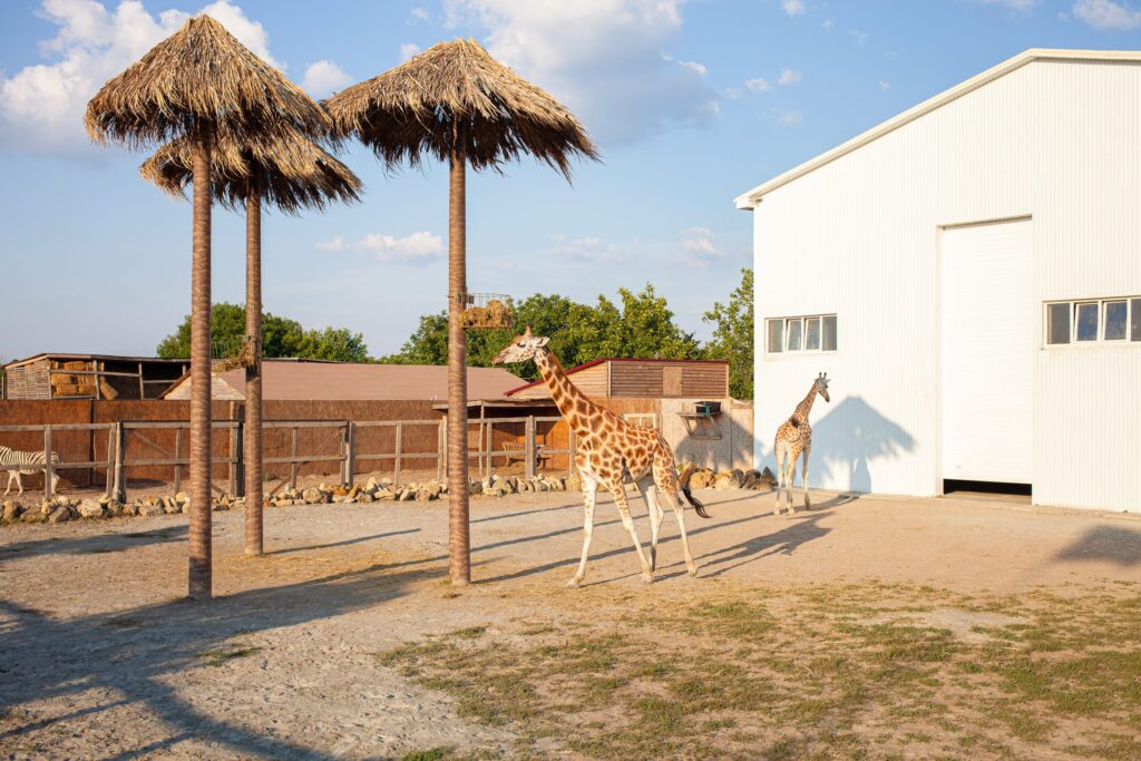 What to Expect During Your Giraffe Feeding Experience. 2