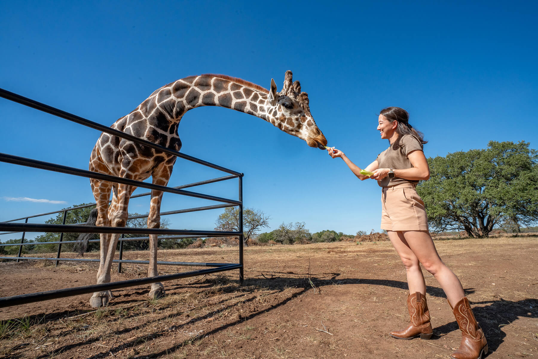 What to expect at Giraffe House - feeding a giraffe at the ranch